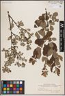 Foto von Salix aurita L.